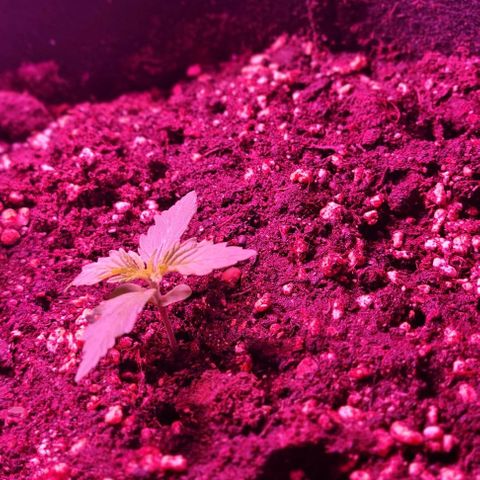 Gorilla Glue Auto growlog timeline photo