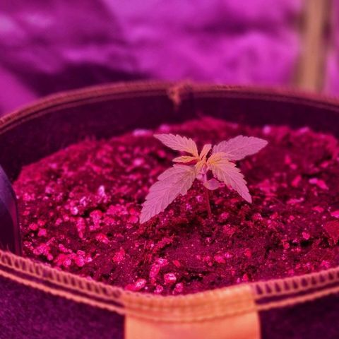 Lemon Haze Auto growlog timeline photo
