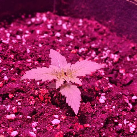 Lemon Haze Auto growlog timeline photo