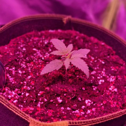 Lemon Haze Auto growlog timeline photo