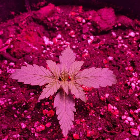 Lemon Haze Auto growlog timeline photo