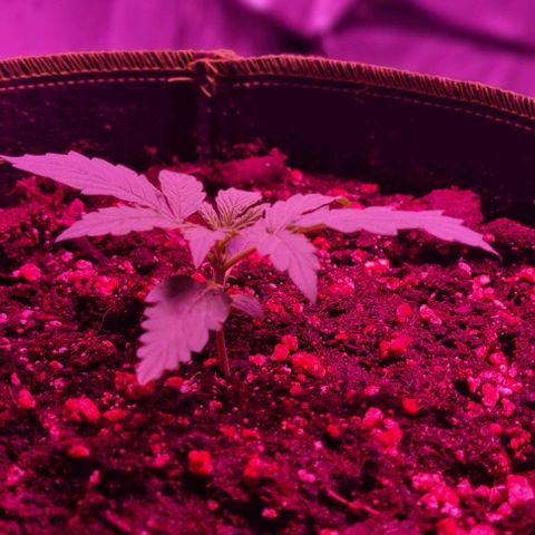 Lemon Haze Auto growlog timeline photo
