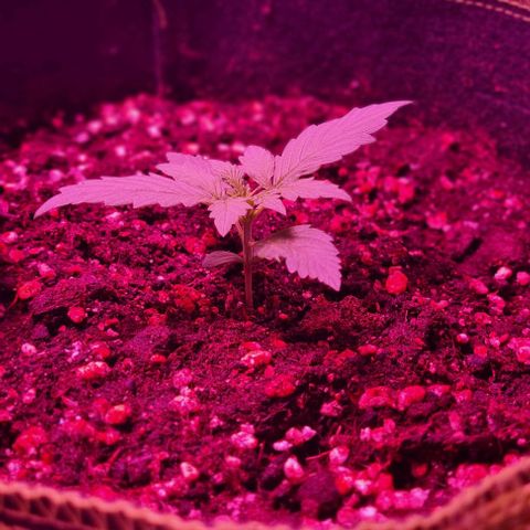 Lemon Haze Auto growlog timeline photo