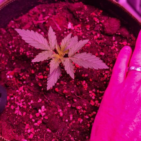 Lemon Haze Auto growlog timeline photo