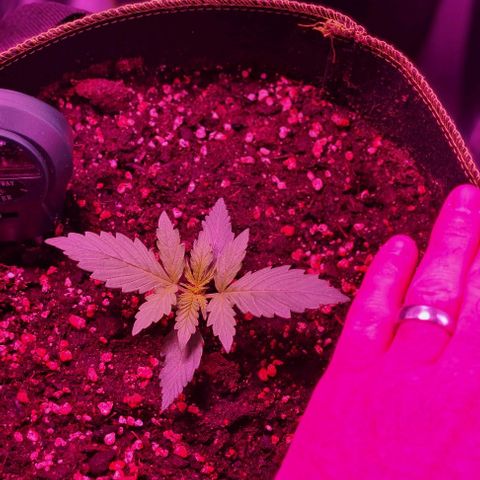 Lemon Haze Auto growlog timeline photo