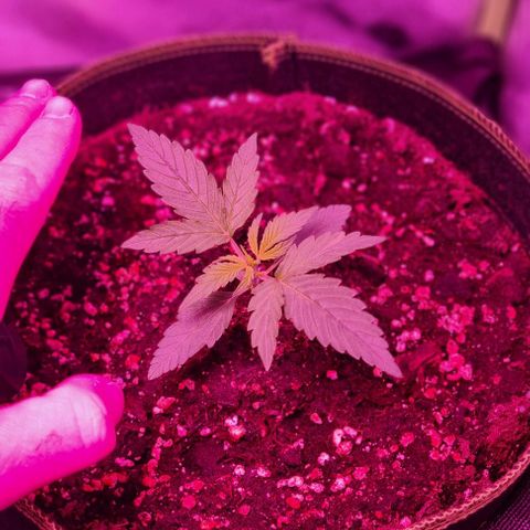 Lemon Haze Auto growlog timeline photo