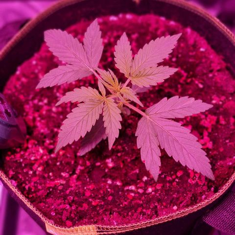 Lemon Haze Auto growlog timeline photo