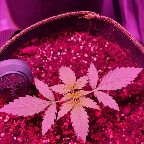 Lemon Haze Auto growlog timeline photo