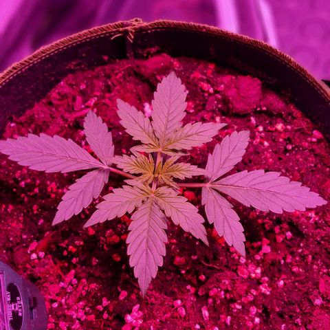 Lemon Haze Auto growlog timeline photo