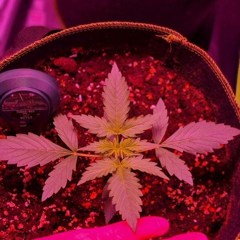Lemon Haze Auto growlog timeline photo
