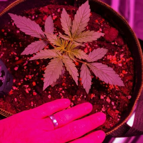 Lemon Haze Auto growlog timeline photo