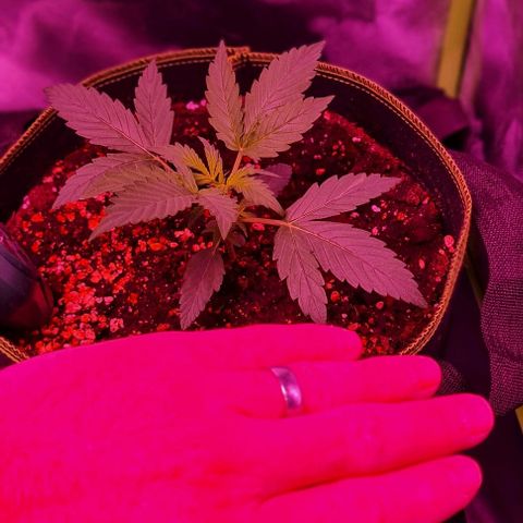 Lemon Haze Auto growlog timeline photo