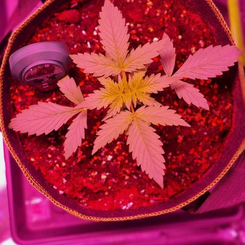 Lemon Haze Auto growlog timeline photo