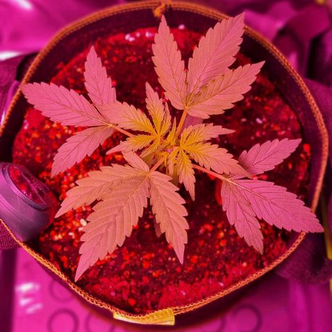 Lemon Haze Auto growlog timeline photo