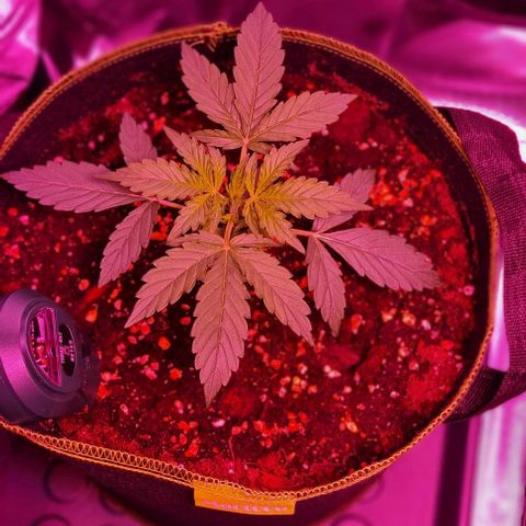 Lemon Haze Auto growlog timeline photo