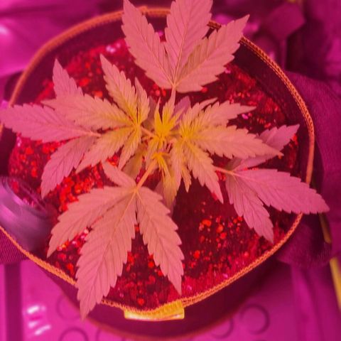 Lemon Haze Auto growlog timeline photo