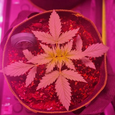 Lemon Haze Auto growlog timeline photo