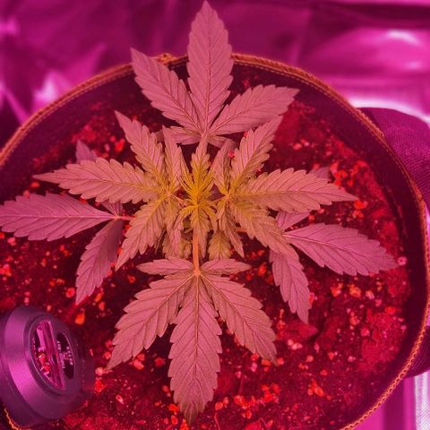 Lemon Haze Auto growlog timeline photo
