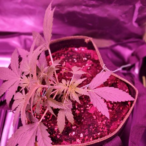 Lemon Haze Auto growlog timeline photo