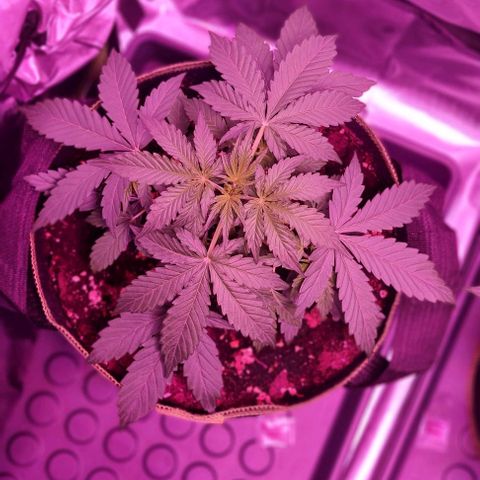 Lemon Haze Auto growlog timeline photo
