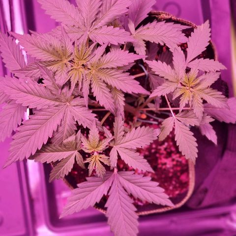Lemon Haze Auto growlog timeline photo