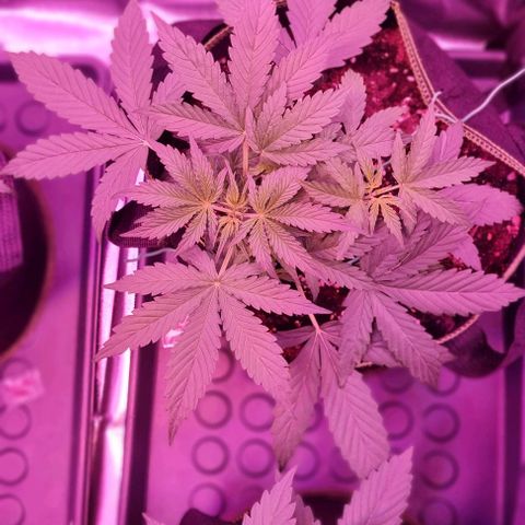 Lemon Haze Auto growlog timeline photo