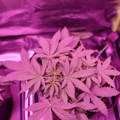 Lemon Haze Auto growlog timeline photo