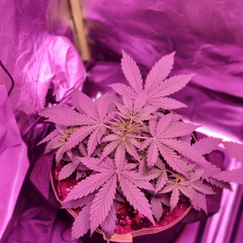 Lemon Haze Auto growlog timeline photo