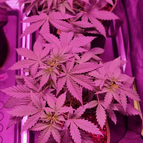 Lemon Haze Auto growlog timeline photo