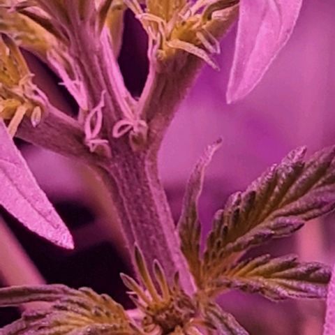 Gorilla Glue Auto growlog timeline photo
