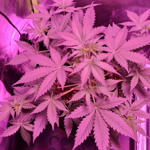 Lemon Haze Auto growlog photo: After removing 3-4 fan leaves
