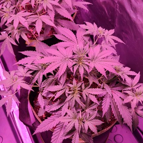 Lemon Haze Auto growlog photo: After removing 3-4 fan leaves
