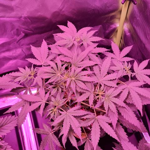 Lemon Haze Auto growlog photo: After removing 3-4 fan leaves