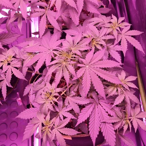 Lemon Haze Auto growlog timeline photo