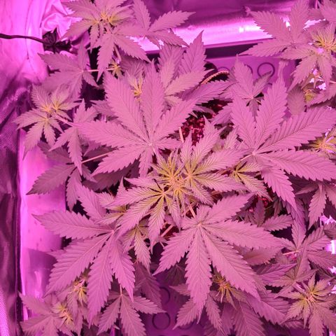 Lemon Haze Auto growlog timeline photo