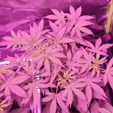 Lemon Haze Auto growlog timeline photo