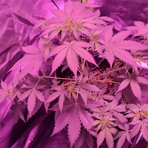 Lemon Haze Auto growlog timeline photo