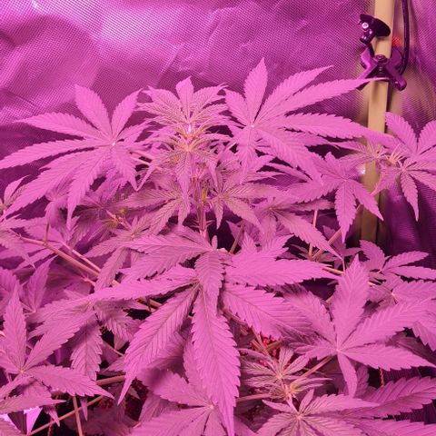 Lemon Haze Auto growlog timeline photo