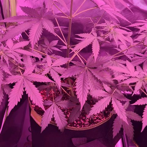 Lemon Haze Auto growlog timeline photo