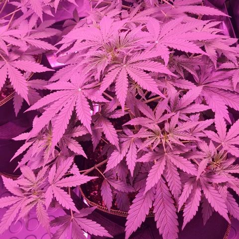 Lemon Haze Auto growlog timeline photo