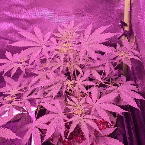 Lemon Haze Auto growlog timeline photo