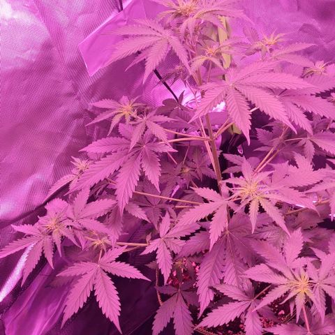 Lemon Haze Auto growlog timeline photo