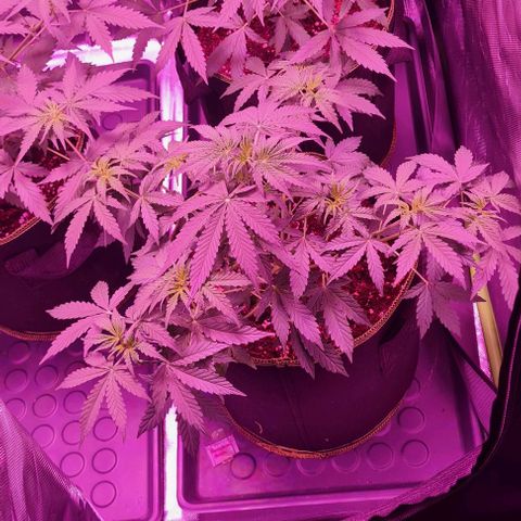 Lemon Haze Auto growlog timeline photo