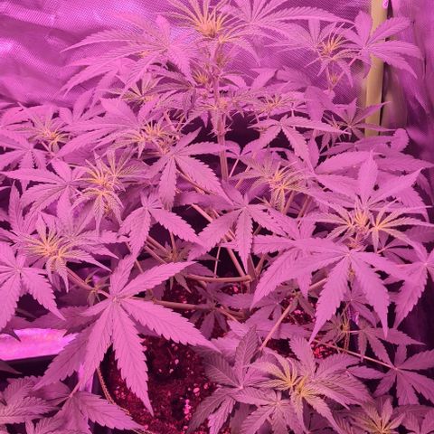 Lemon Haze Auto growlog timeline photo