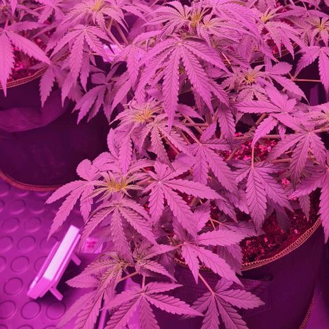 Lemon Haze Auto growlog timeline photo