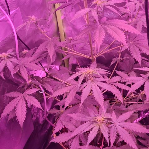 Lemon Haze Auto growlog timeline photo