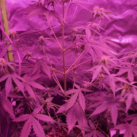 Lemon Haze Auto growlog timeline photo