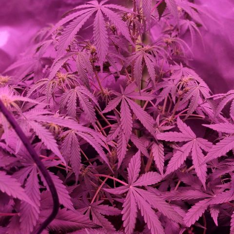 Lemon Haze Auto growlog timeline photo