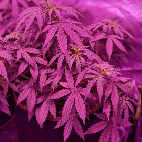 Gorilla Glue Auto growlog timeline photo