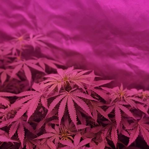Lemon Haze Auto growlog timeline photo